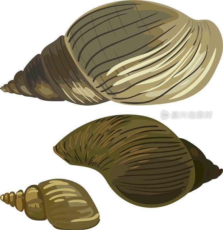 白色背景上分离的巨型非洲蜗牛(Lissachatina fulica)的壳